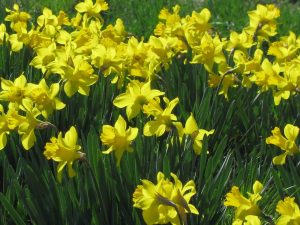 Read more about the article Daffodils in the Cemetery