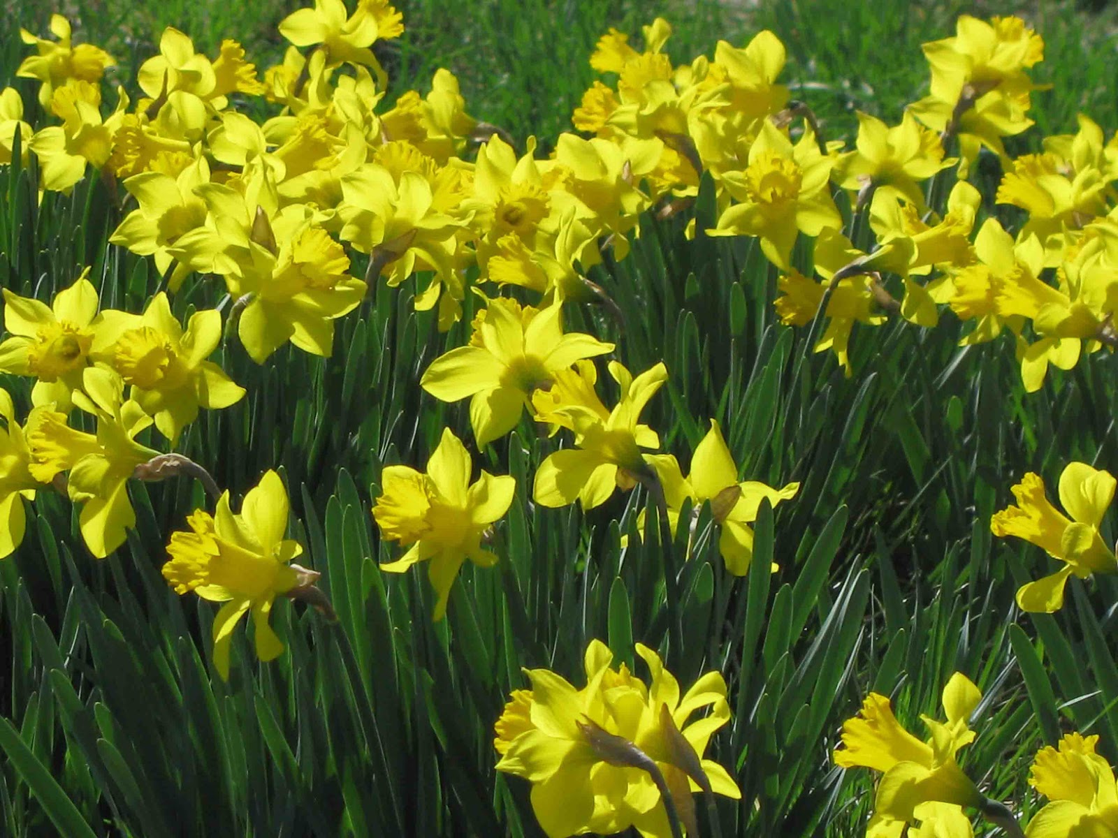 You are currently viewing Daffodils in the Cemetery