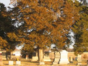 Read more about the article Planning a Cemetery Trip