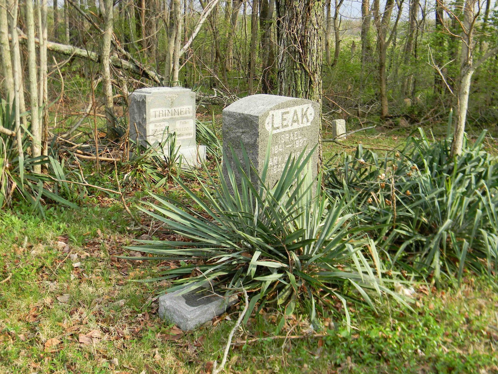 Read more about the article Serene and Evergreen – Cemeteries Allowing Plants & Flowers