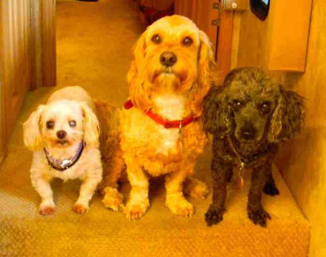 Read more about the article Considering Pet Cemeteries