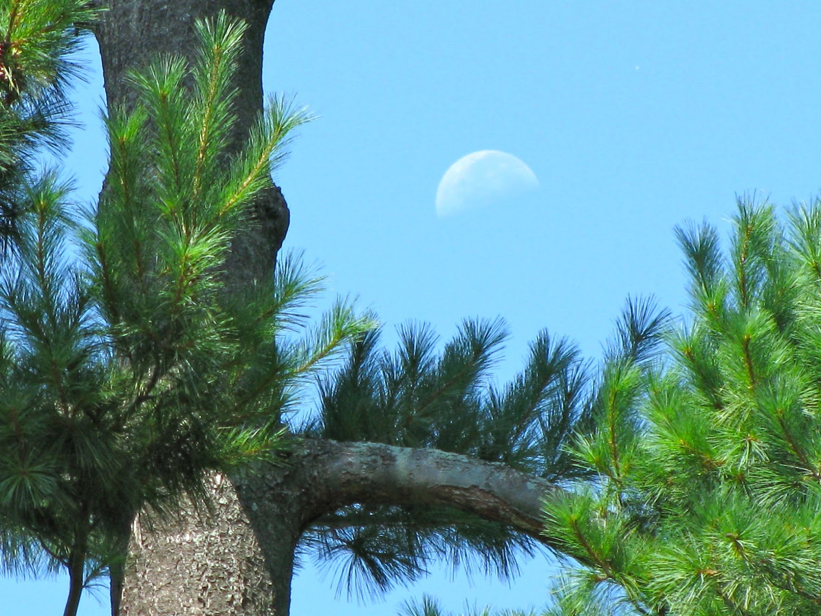 Read more about the article Gone to the Summerland