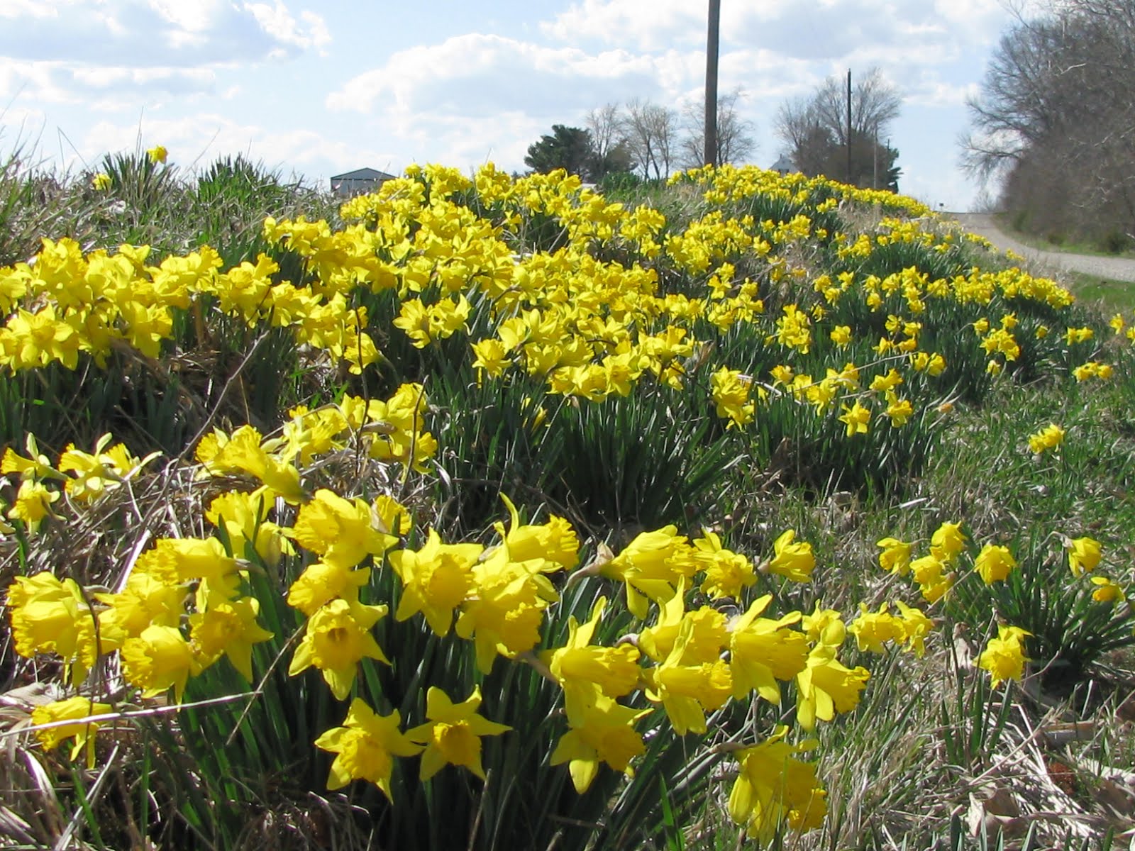 You are currently viewing The Legacy of the Daffodils