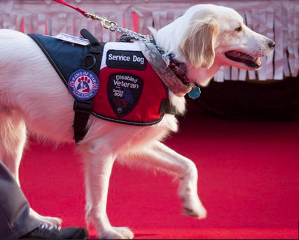 Read more about the article Honoring Our Four-Footed Service Workers