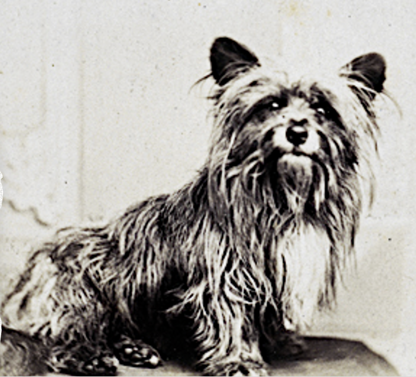 Read more about the article Remembering Greyfriars Bobby